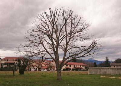 Réduction d'un noyer