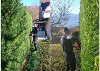 Taille d'une haie de cyprès
