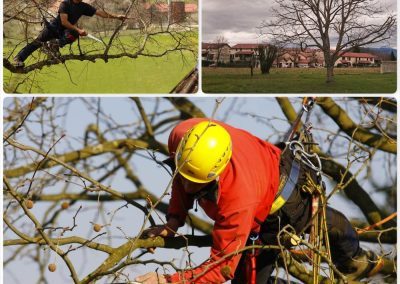 Elagage, la taille des arbres