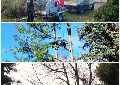Elagages d'arbres et broyage