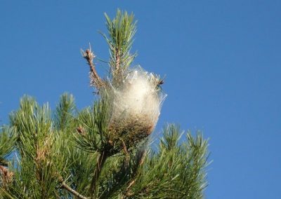 nid_chenille_1
